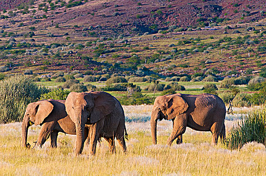 非洲象,达马拉兰,区域,纳米比亚,非洲