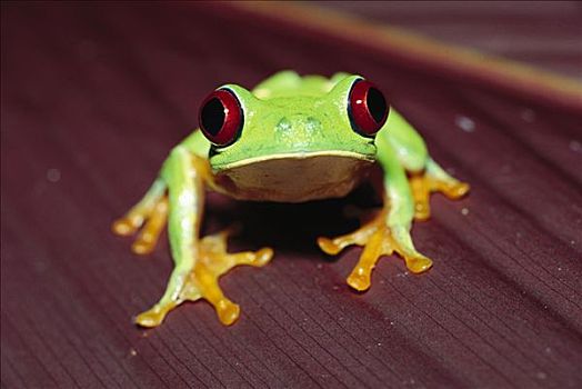 红眼树蛙,肖像,红叶,夜出型动物,红色,眼睛,帮助,看,暗色,巴拿马,雨林