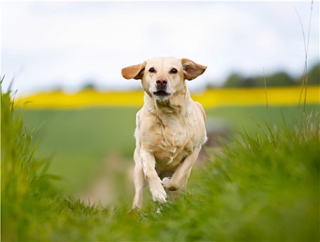 跑,黄色拉布拉多犬