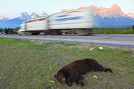 死,黑熊,美洲黑熊,侧面,泛加公路,艾伯塔省,加拿大