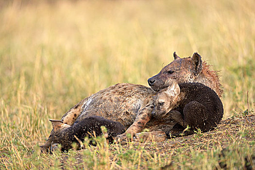 斑鬣狗,女性,搂抱,小动物,马赛马拉国家保护区,肯尼亚,非洲