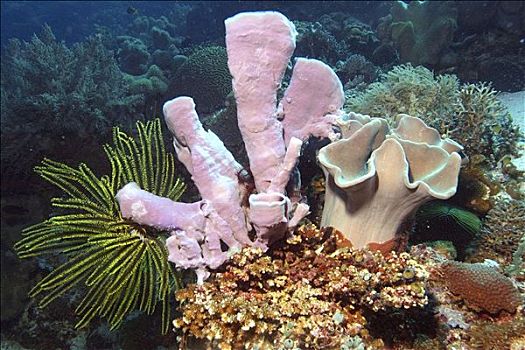 珊瑚,羽毛,星,海绵,岛屿,海洋,自然保护区,菲律宾