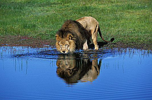非洲,狮子,大型猫科动物,喝