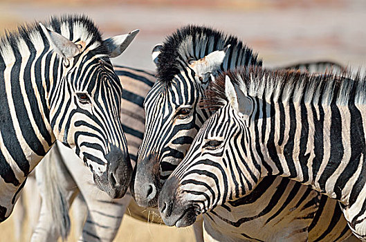三个,斑马,面对面,埃托沙国家公园,纳米比亚,非洲
