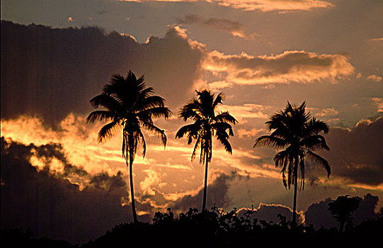 中美洲,哥斯达黎加,国家公园,加勒比,海岸,日落,三个,棕榈树