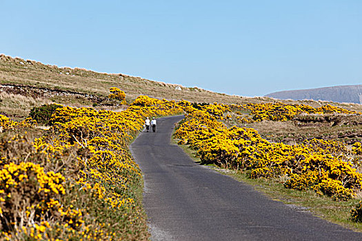 道路,花,金雀花,靠近,阿基尔岛,梅奥县,康涅克特,省,爱尔兰,欧洲