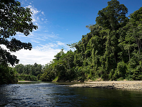 雨林,哥斯达黎加,中美洲