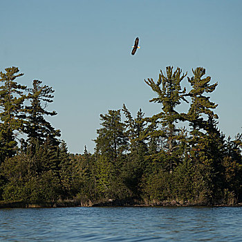 鹰,飞跃,树,湖岸,湖,木头,安大略省,加拿大