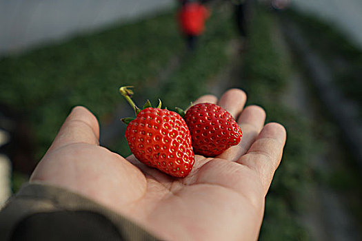 青浦采草莓