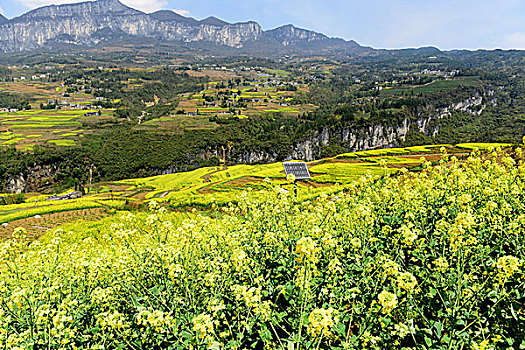 大峡谷油菜花风景