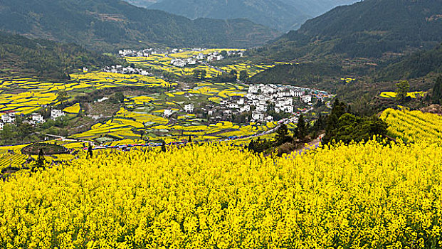 油菜花开