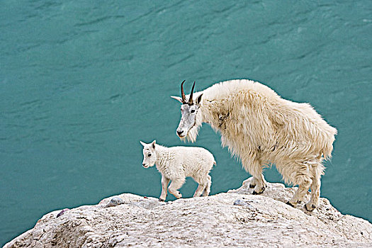 石山羊,雪羊,保姆,远眺,阿萨巴斯卡河,碧玉国家公园,艾伯塔省,加拿大