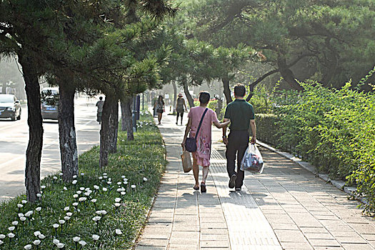 北戴河,松树,街道,道路,风景,安静,绿化