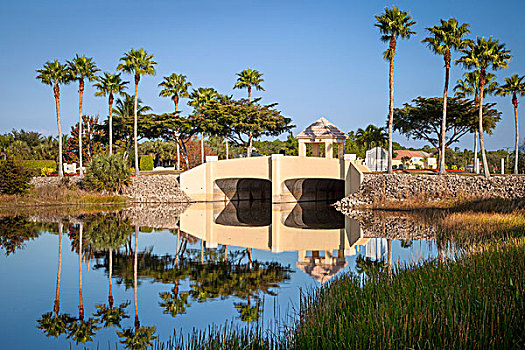 桥,棕榈树,上方,运河,靠近,那不勒斯,佛罗里达,美国
