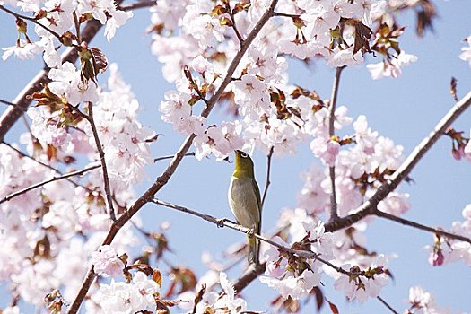 日本,白色眼圈,樱桃树