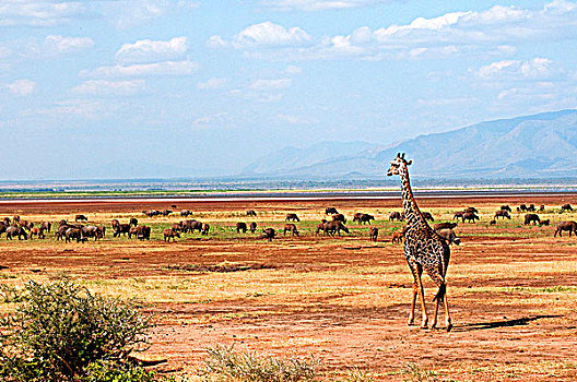 长颈鹿,走,土地,国家公园,坦桑尼亚
