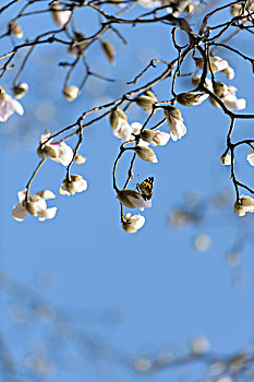 玉兰,蝴蝶,春天,蓝天,butterfly,magnoliaflower