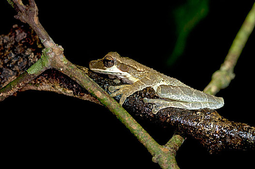 树蛙,雨林,国家公园,厄瓜多尔,南美