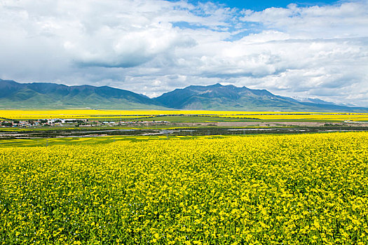 油菜花