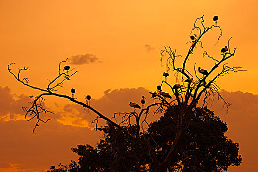 白鹳,树上,日落,马赛马拉国家保护区,肯尼亚