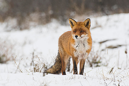 红狐,狐属,雪地,北荷兰,荷兰