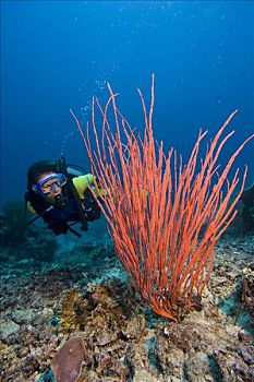 潜水,鞭子,珊瑚