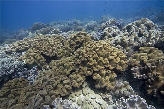 珊瑚礁,遮盖,蘑菇,软珊瑚,菲律宾,太平洋