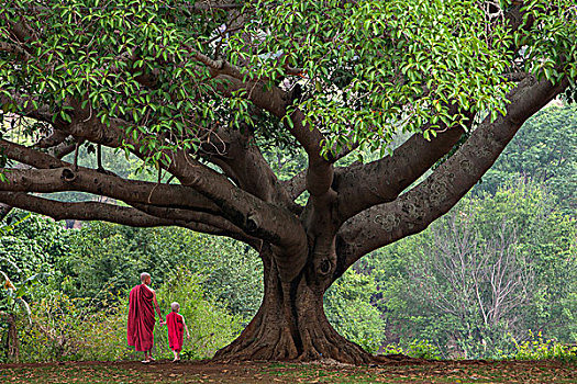 缅甸,宾德雅,和尚,巨大,菩提树,画廊
