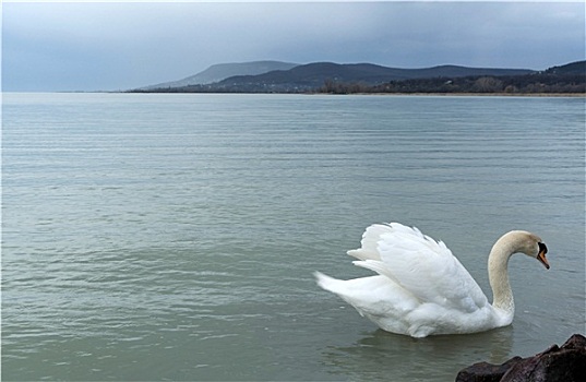 天鹅,巴拉顿湖,匈牙利