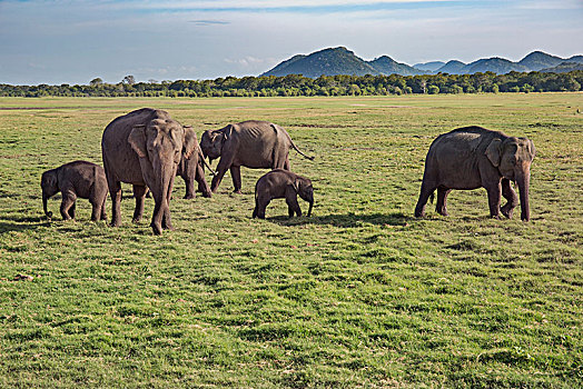 亚洲象,象属,国家公园,斯里兰卡,亚洲