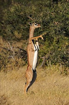非洲瞪羚,瞪羚,长颈羚,萨布鲁国家公园,肯尼亚,非洲