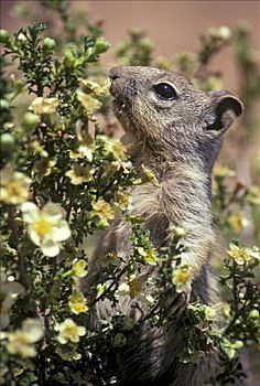 岩松鼠,灌木,挨着,南方,大峡谷国家公园,亚利桑那,美国