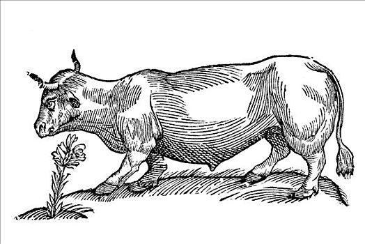 木刻,牛,腿,短小,1642年,文艺复兴