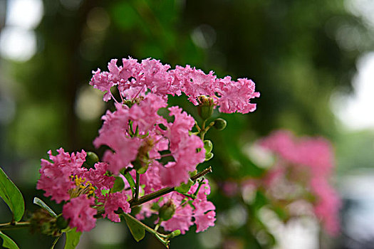 紫薇花簇