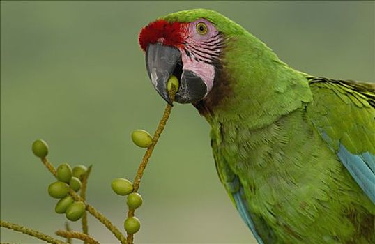军事,金刚鹦鹉,鹦鹉,肖像,棕榈果,亚马逊雨林,厄瓜多尔