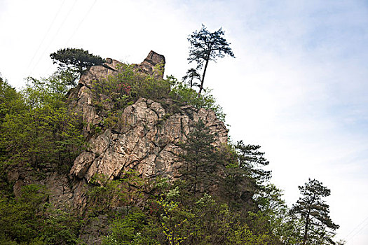 山岭上大树