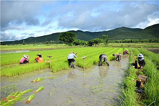 农民,工作,稻米,种植园