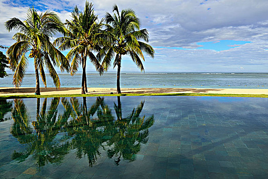 棕榈树,无限,游泳池,别墅,胜地,毛里求斯,印度洋,非洲