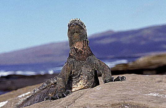 加拉帕戈斯,海洋,鬣蜥蜴,海鬣蜥,成年,温暖,太阳,加拉帕戈斯群岛