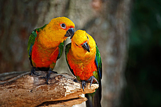 长尾鹦鹉,成年,一对,亲密,潘塔纳尔,巴西,南美
