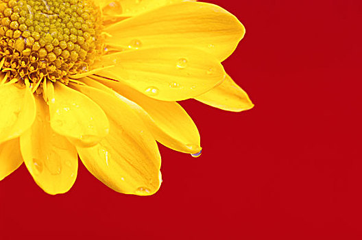 黄花,红色背景