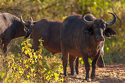 南非水牛,非洲水牛