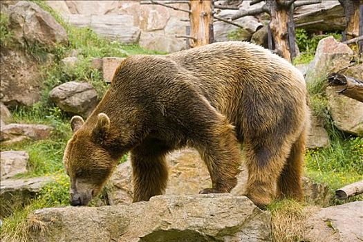棕熊,动物园