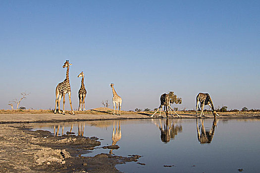 非洲,博茨瓦纳,乔贝国家公园,牧群,长颈鹿,喝,边缘,鹳,水潭,萨维提,湿地