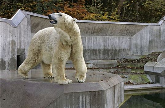 慕尼黑,德国,2005年,北极熊,动物园