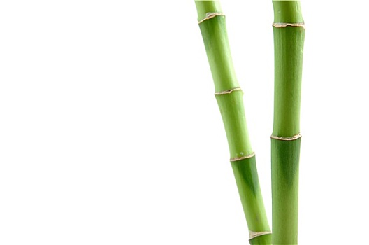 富贵竹,茎