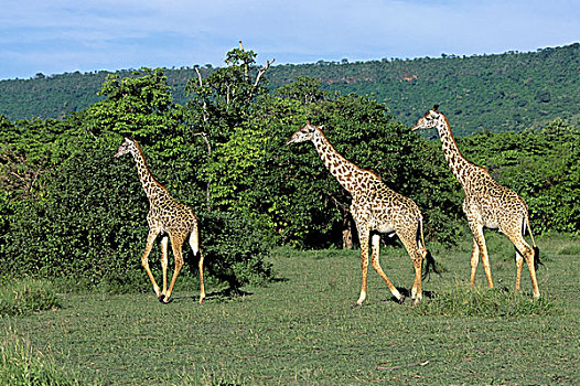 坦桑尼亚,大裂谷,马萨伊,长颈鹿