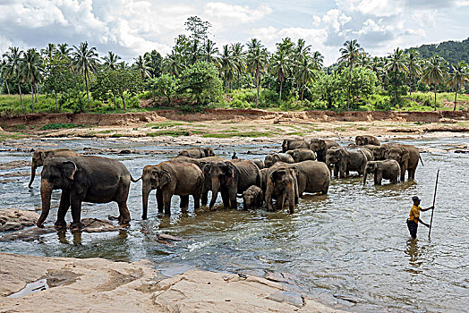 亚洲,东方,大象,象属,牧群,浴,河,看护,看象人,动物收容院,中央省,斯里兰卡