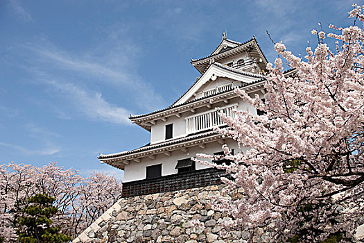 樱花,古老,城堡,滋贺,日本