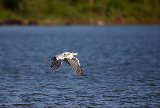 孤独的苍鹭在河流三角洲地带盘旋觅食